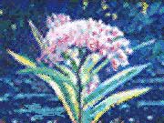 Wildflower Painting - Poem, The Wildflower Rainbow, and paintings